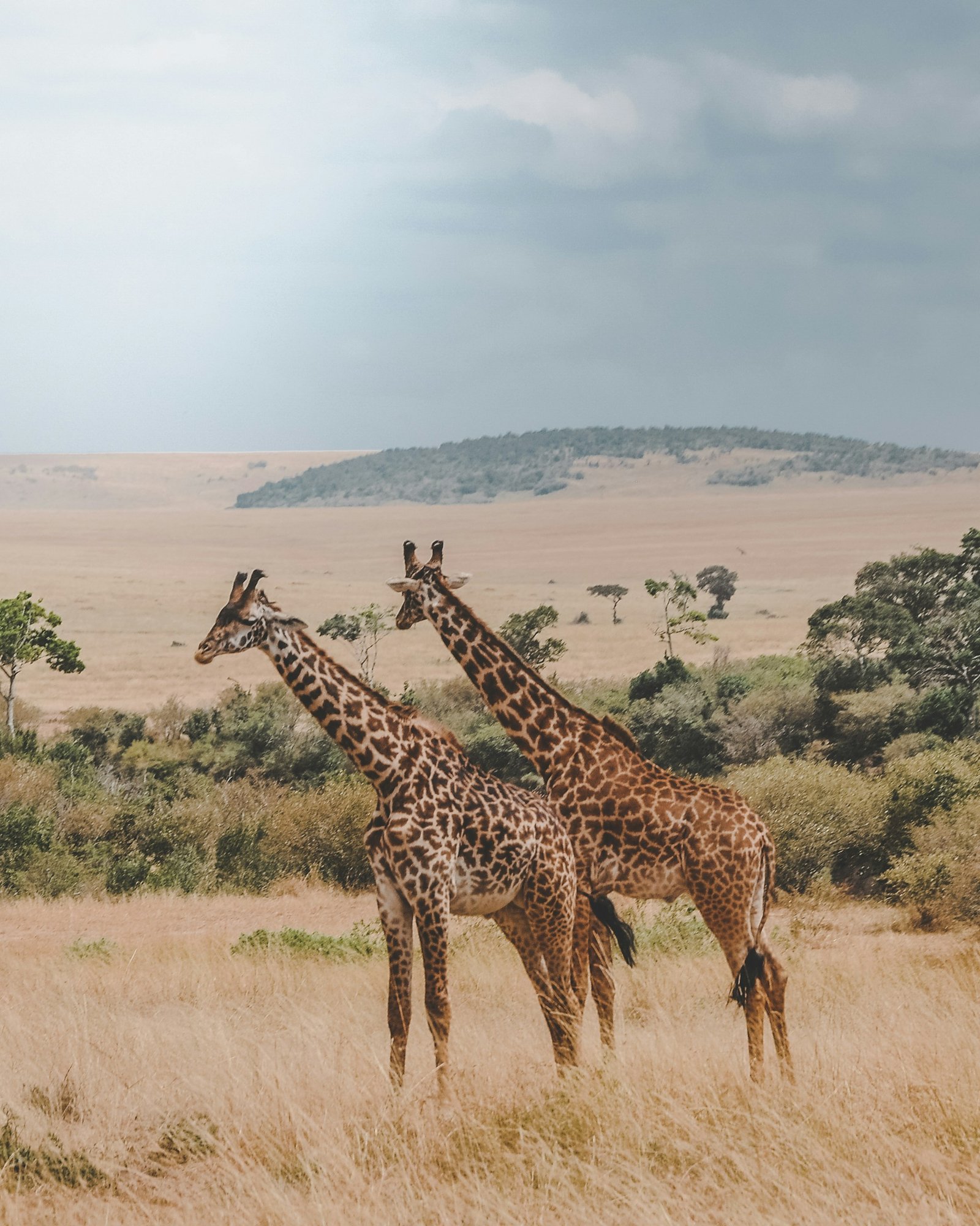 Maasai Mara, Kenya